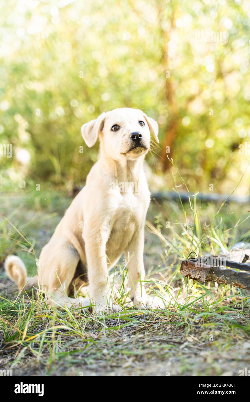 Golden Retriever Labrador Puppy eating trash litter by human sad Stock