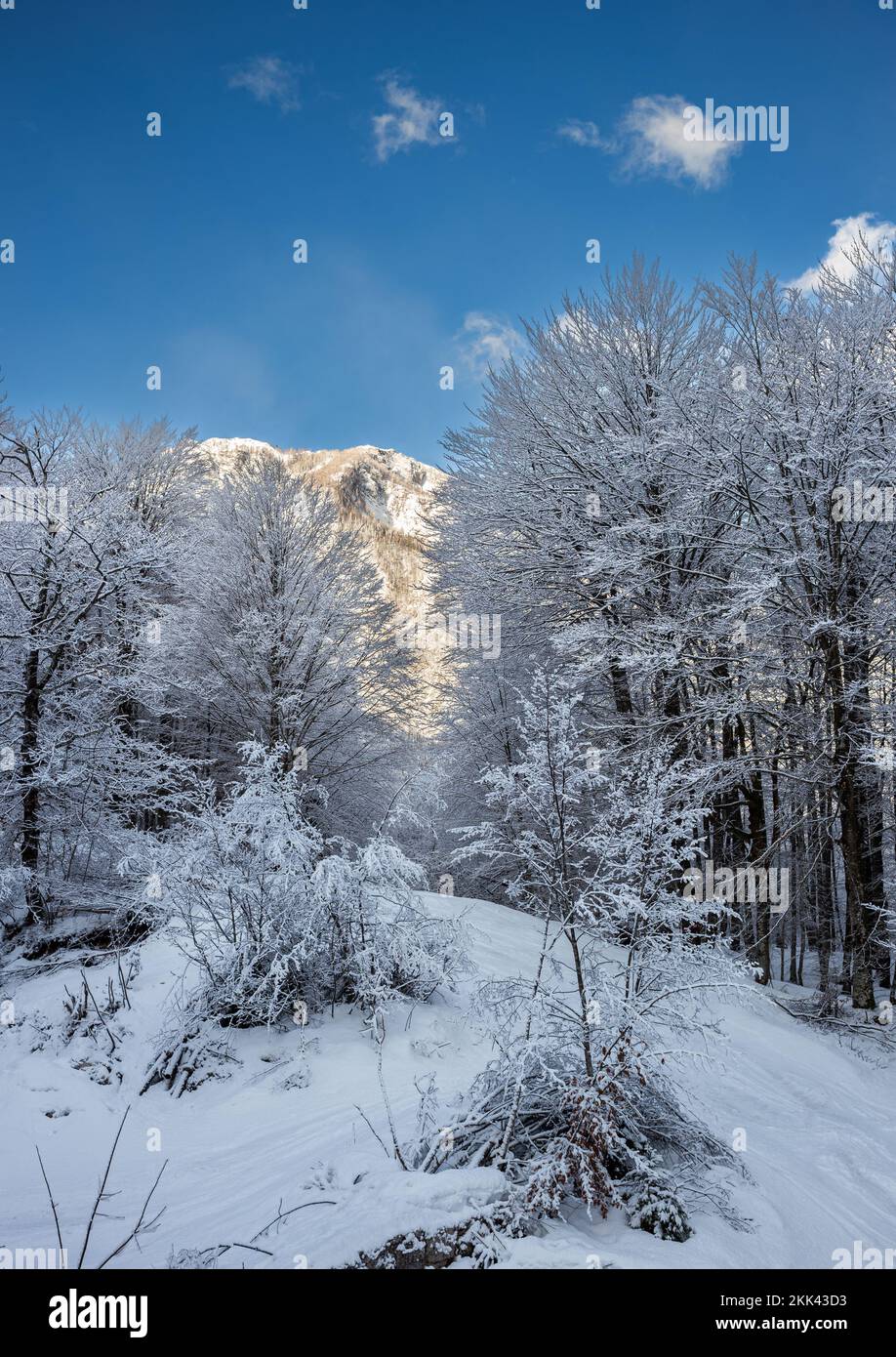 Vogel, Slovenia - Beautiful winter forest landscape at Vogel, Slovenia with sunny mountain and clear blue sky at background Stock Photo