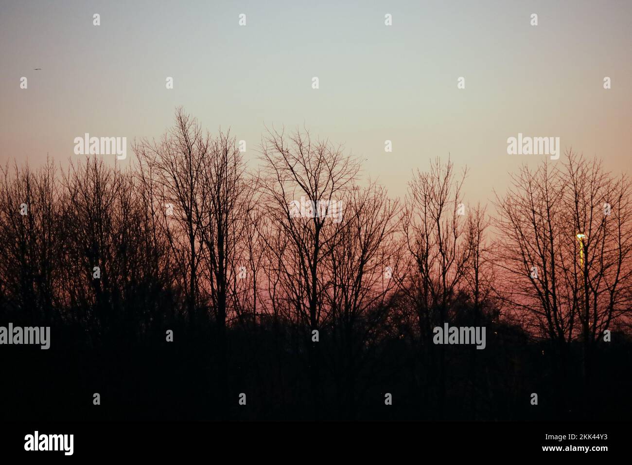 The silhouettes of trees under a sunrise sky Stock Photo - Alamy
