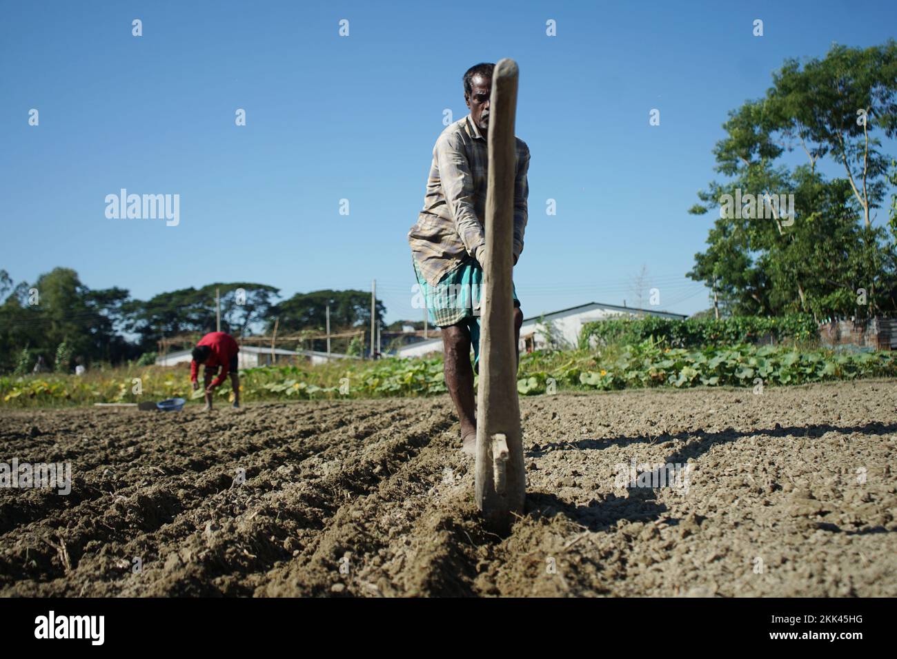 Sylhet, Sylhet, Bangladesh. 25th Nov, 2022. Farmers are planting potatoes in the field. Winter is going on according to the seasons of Bangladesh. So farmers are spending busy time in cultivation of winter vegetables in Kamal bazar area of Sylhet. (Credit Image: © Md Akbar Ali/ZUMA Press Wire) Stock Photo