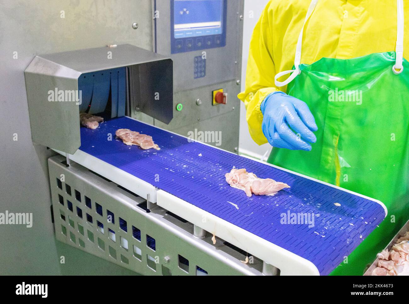 Worker place chicken meat on conveyor belt to metal detector machine in