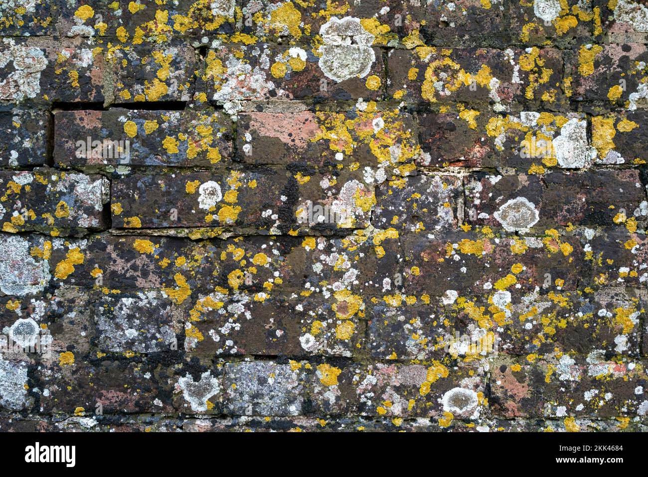 Background of old red bricks with areas of moss and saxicolous, crustose varieties of grey and yellow lichen, Xanthoria parietina. Stock Photo