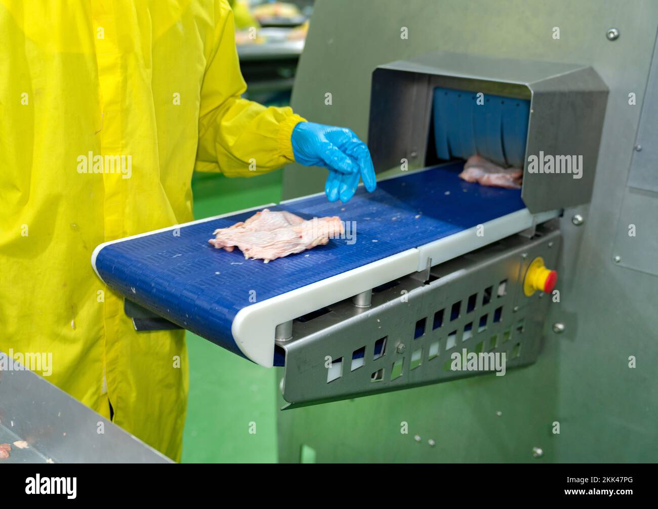 Chicken meat on conveyor to cutting size machine in modern process. Stock Photo