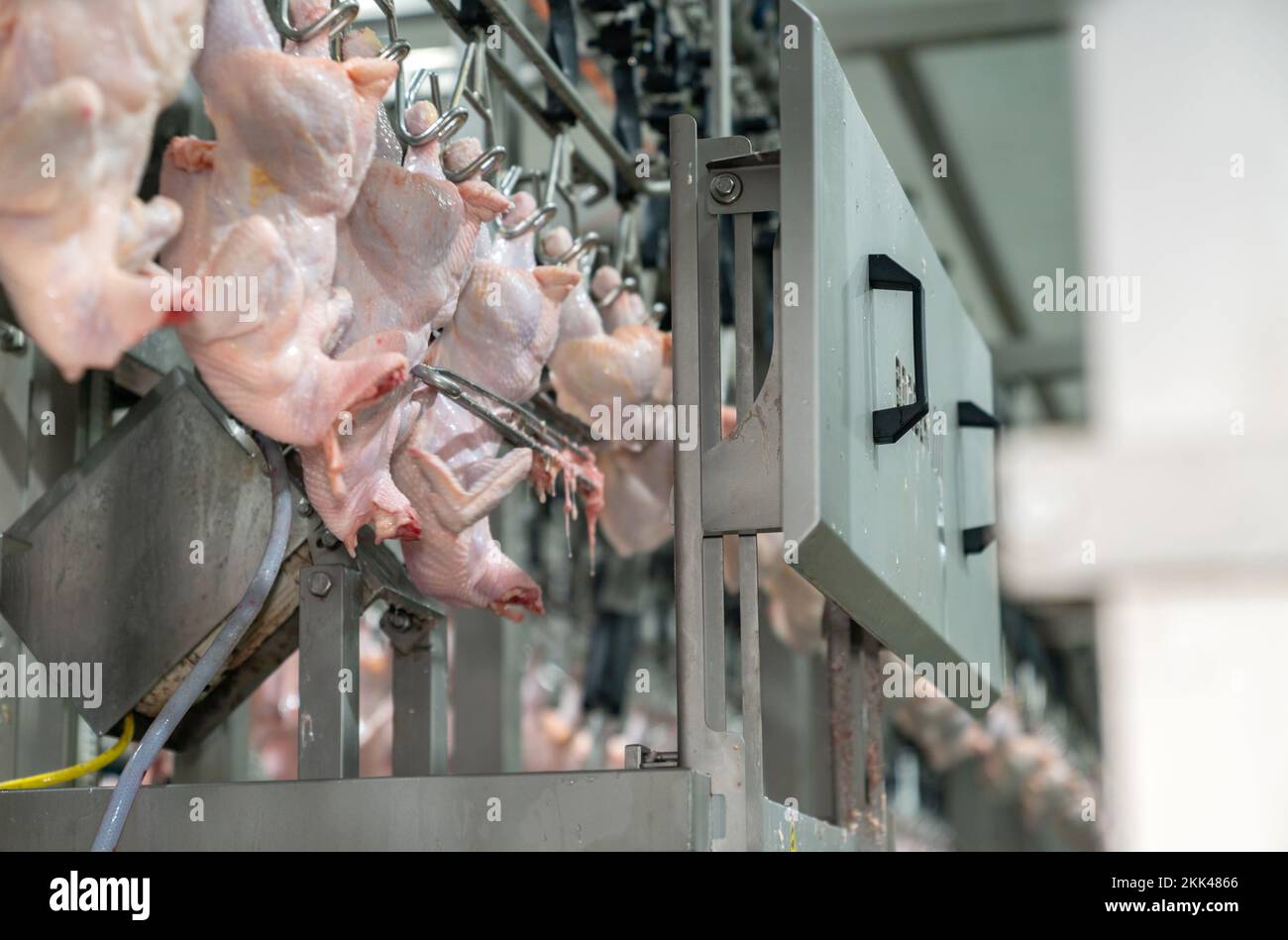 Chicken hang on chain conveyor to Automate cutting a half whole in meat ...