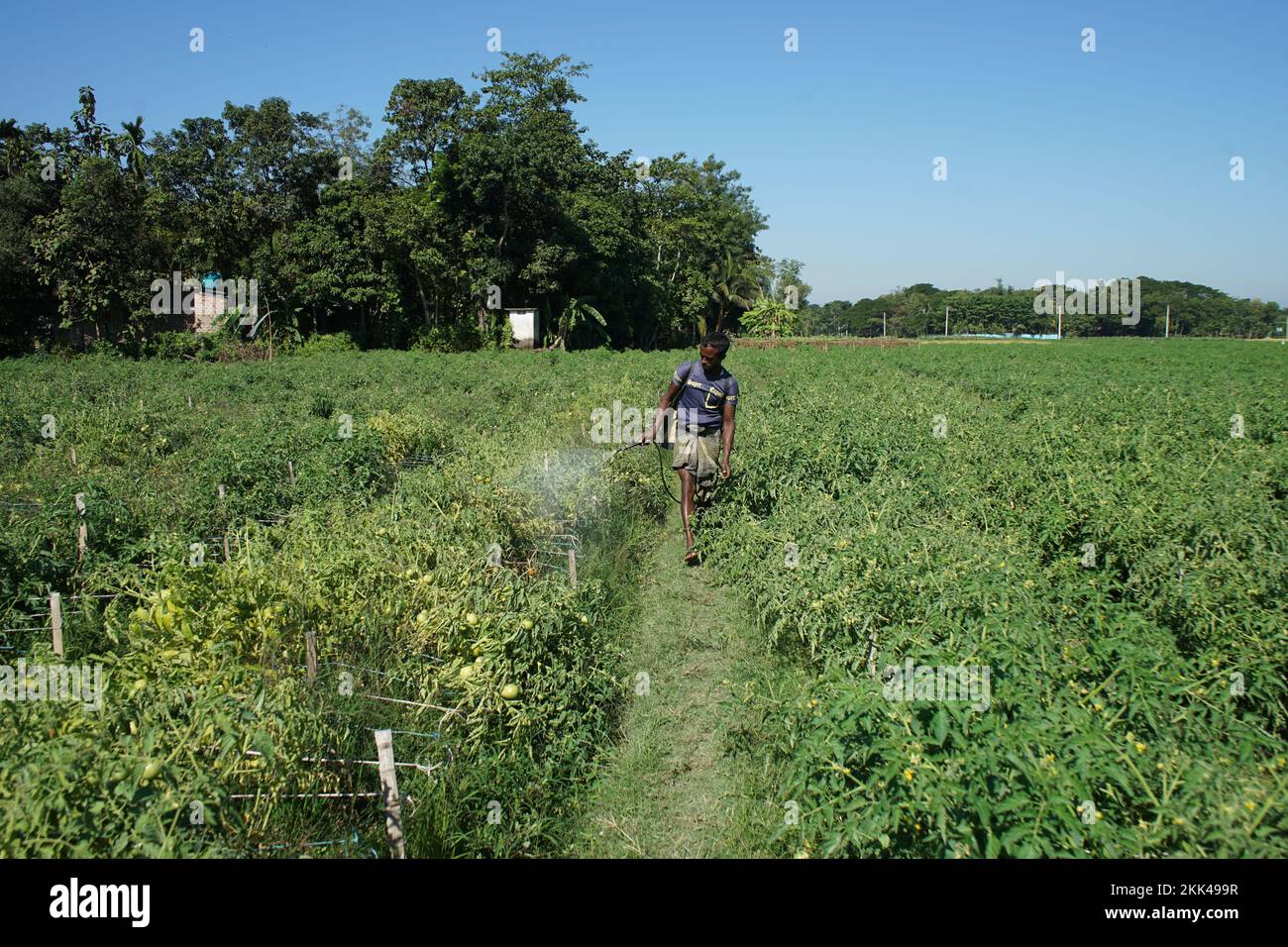 Sylhet, Sylhet, Bangladesh. 25th Nov, 2022. A farmer tending tomato field. Winter is going on according to the seasons of Bangladesh. So farmers are spending busy time in cultivation of winter vegetables in Kamal bazar area of Sylhet. (Credit Image: © Md Akbar Ali/ZUMA Press Wire) Stock Photo