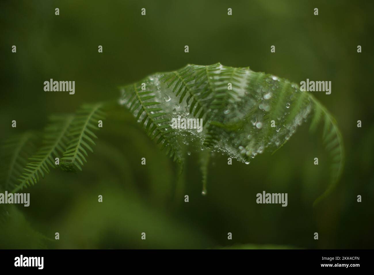 Closeup shot water plants hi-res stock photography and images - Alamy