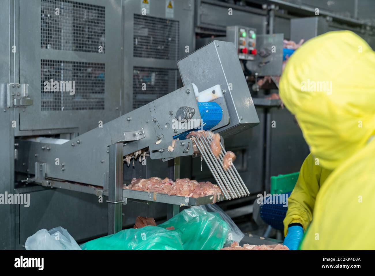 Chicken meat load out from automate cutting machine in modern process line. Stock Photo