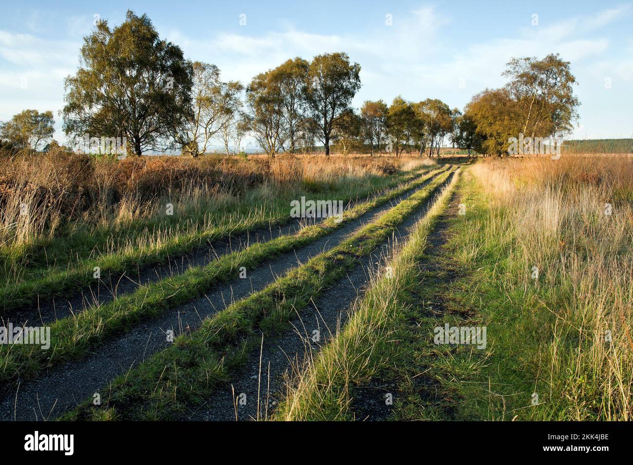 Country track tree lined in autumn Cannock Chase Area of Outstanding Natural Beauty Staffordshire Stock Photo