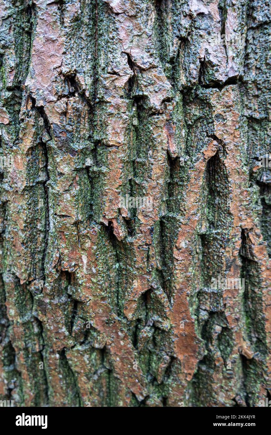 Tree Bark Stock Photo