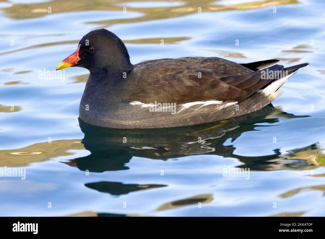 The Moorhen may look dull black from a distance but close up the sheen of the plumage makes it look a lot more attractive. The tail constantly flicks Stock Photo