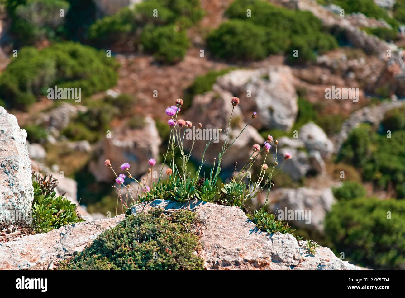 Wild rock flowers growing on hi-res stock photography and images - Alamy