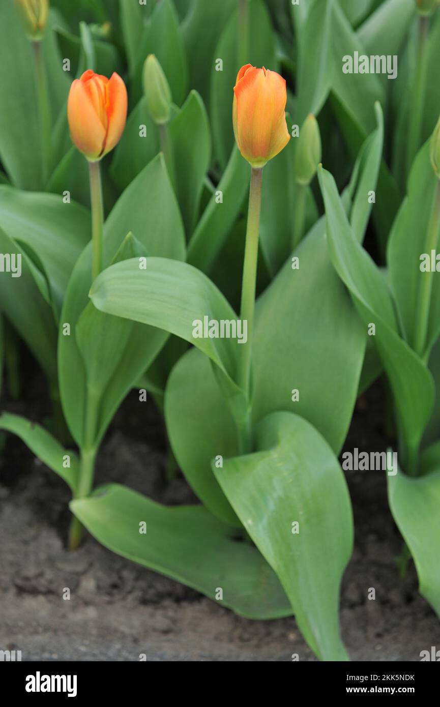 Orange Darwin Hybrid tulips (Tulipa) Triple A bloom in a garden in