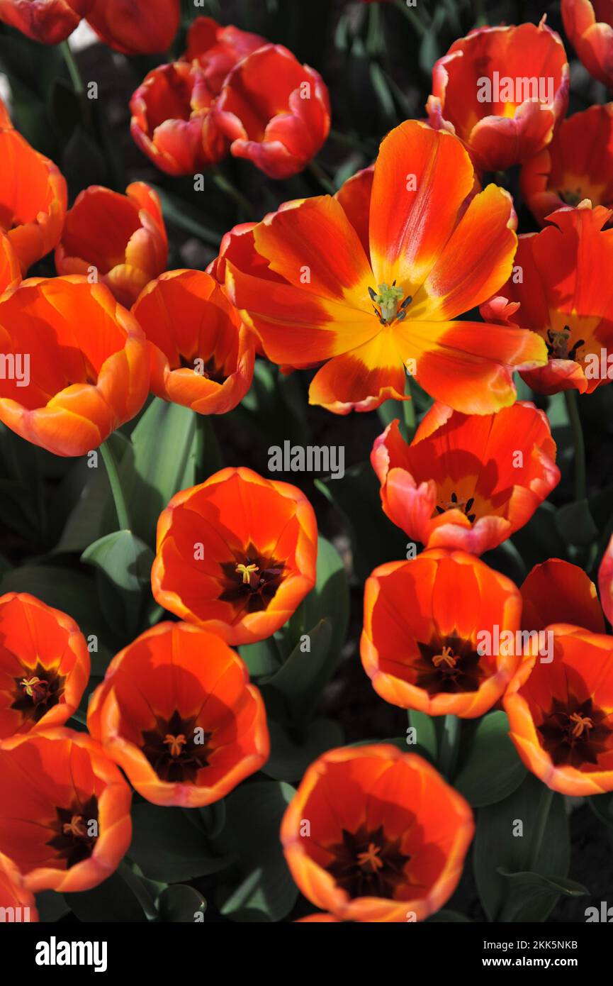 Orange Darwin Hybrid tulips (Tulipa) Triple A bloom in a garden in