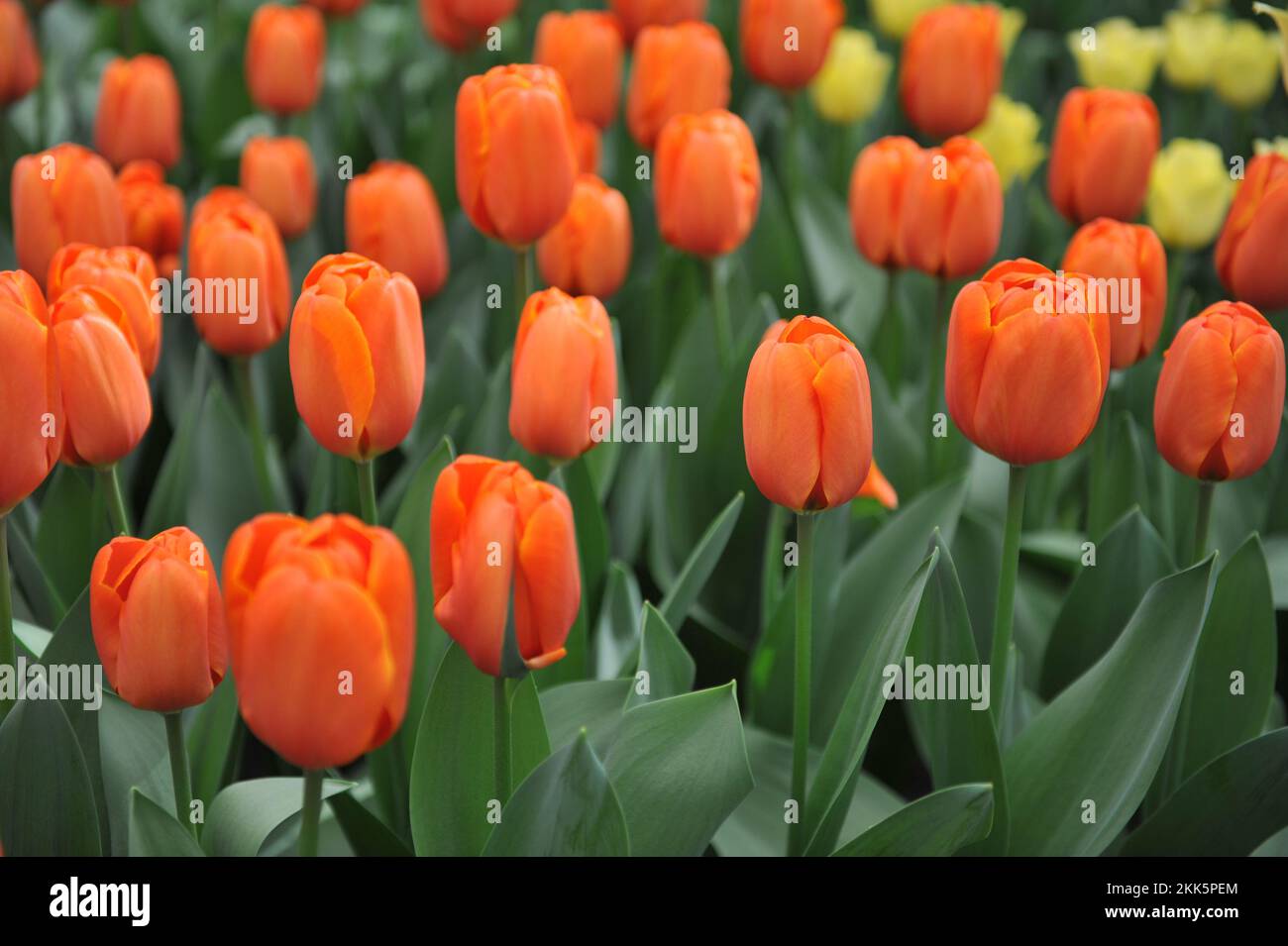 Orange Darwin Hybrid tulips (Tulipa) Triple A bloom in a garden in