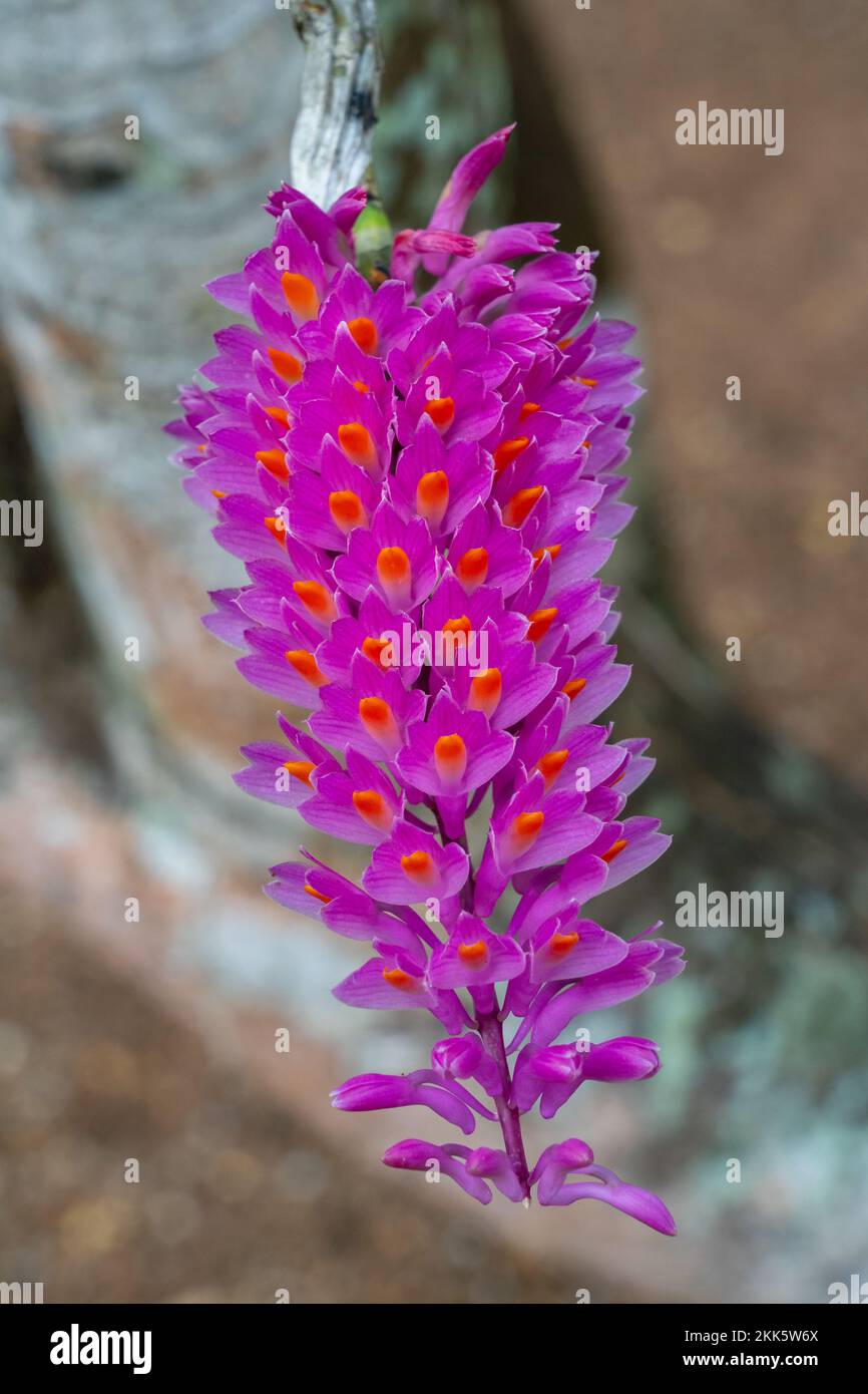 Closeup view of tropical epiphytic orchid species dendrobium secundum aka toothbrush orchid blooming outdoors with bright pink and orange flowers Stock Photo