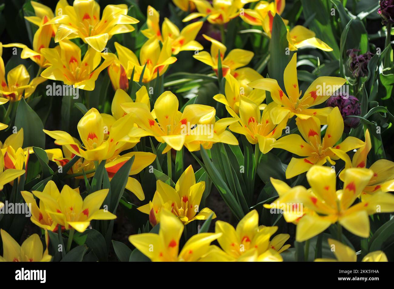 Yellow and red Miscellaneous Tschimgan mountain tulips (Tulipa tschimganica) bloom in a garden in March Stock Photo