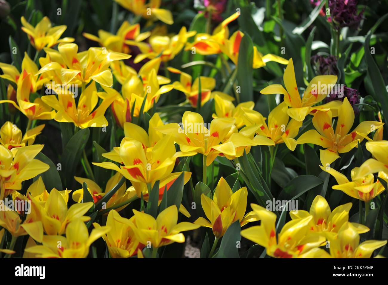 Yellow and red Miscellaneous Tschimgan mountain tulips (Tulipa tschimganica) bloom in a garden in March Stock Photo