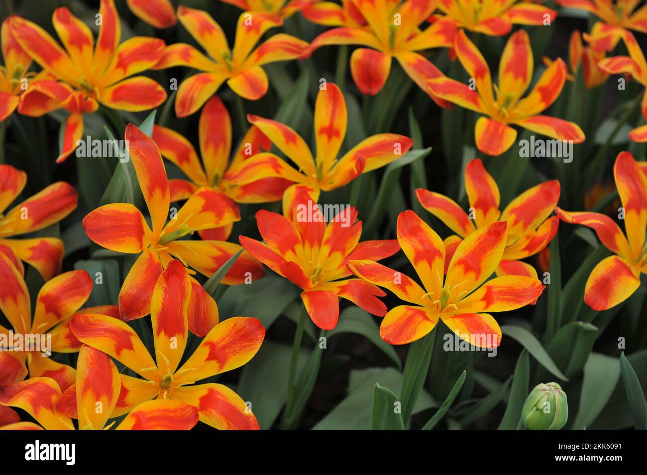 Red and yellow Miscellaneous Tschimgan mountain tulips (Tulipa tschimganica) Spanish Flag bloom