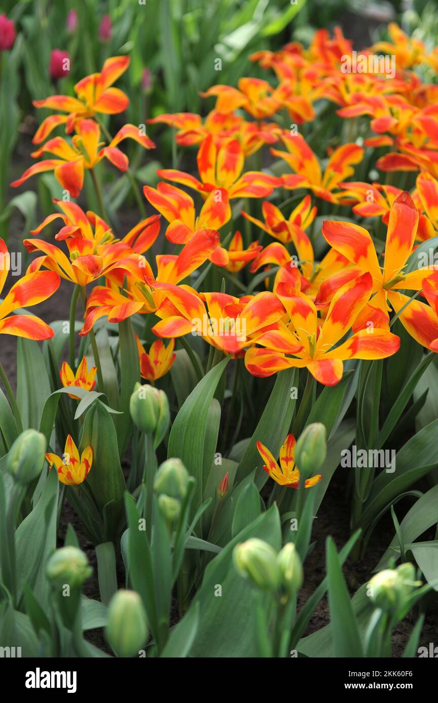 Red and yellow Miscellaneous Tschimgan mountain tulips (Tulipa tschimganica) Spanish Flag bloom