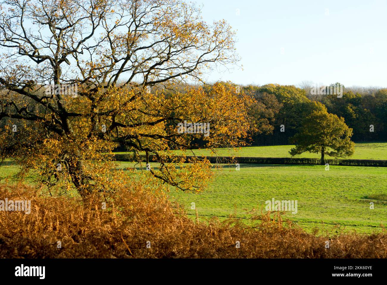 Wappenbury Wood in autumn, Warwickshire, England, UK Stock Photo