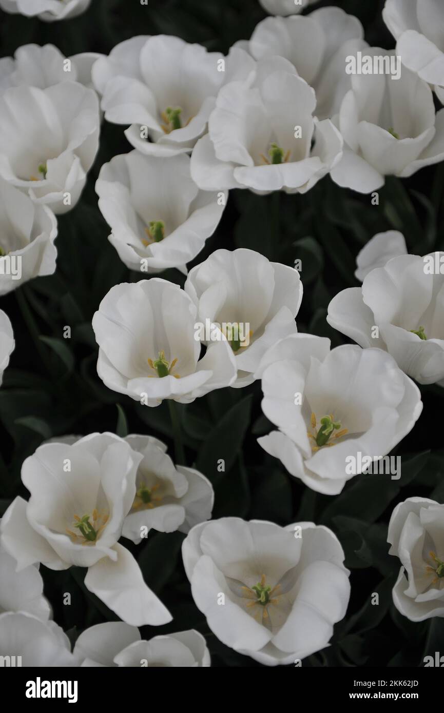 White Triumph tulips (Tulipa) Update bloom in a garden in April Stock Photo