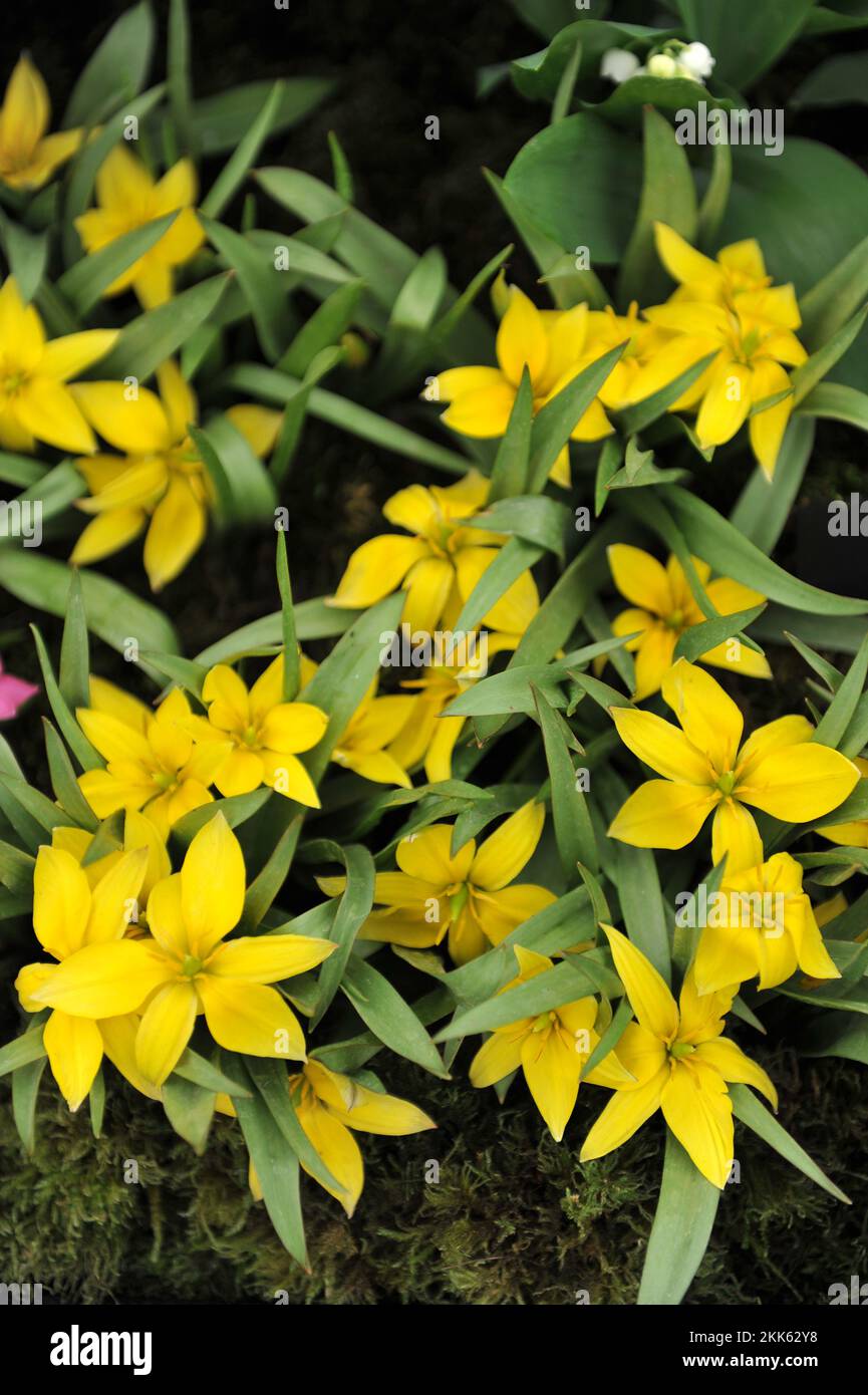 Yellow Miscellaneous Iran tulips (Tulipa urumiensis) bloom on an exhibition in May Stock Photo