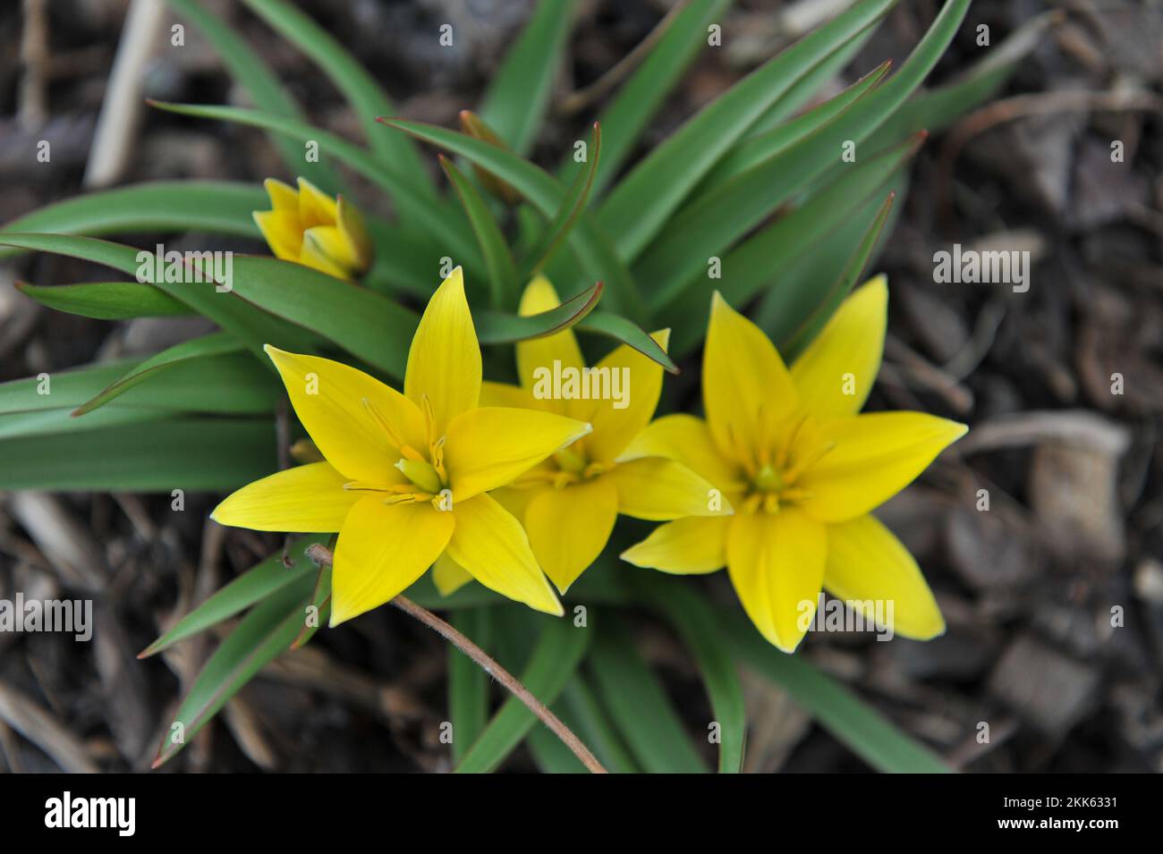 Yellow Miscellaneous Iran tulips (Tulipa urumiensis) bloom in a garden in April Stock Photo