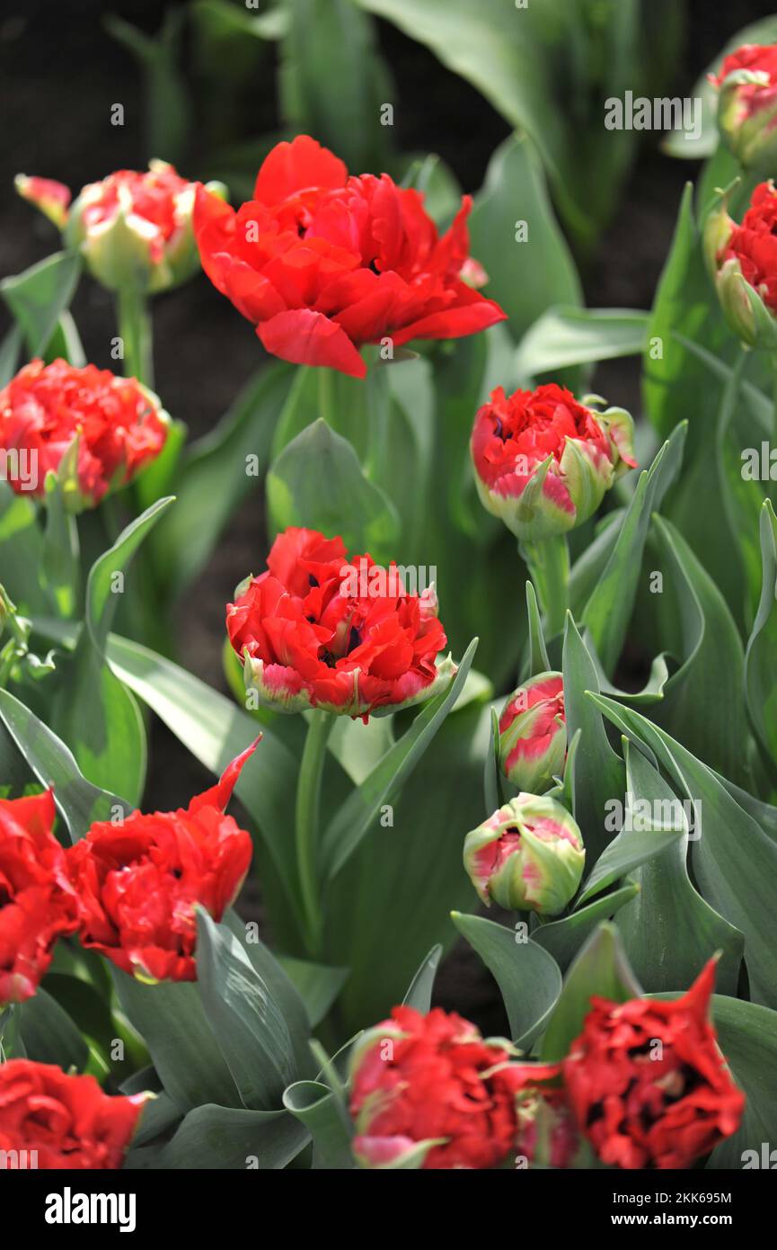 Peony-flowered Double Early tulips (Tulipa) Verona Red bloom in a garden in March Stock Photo