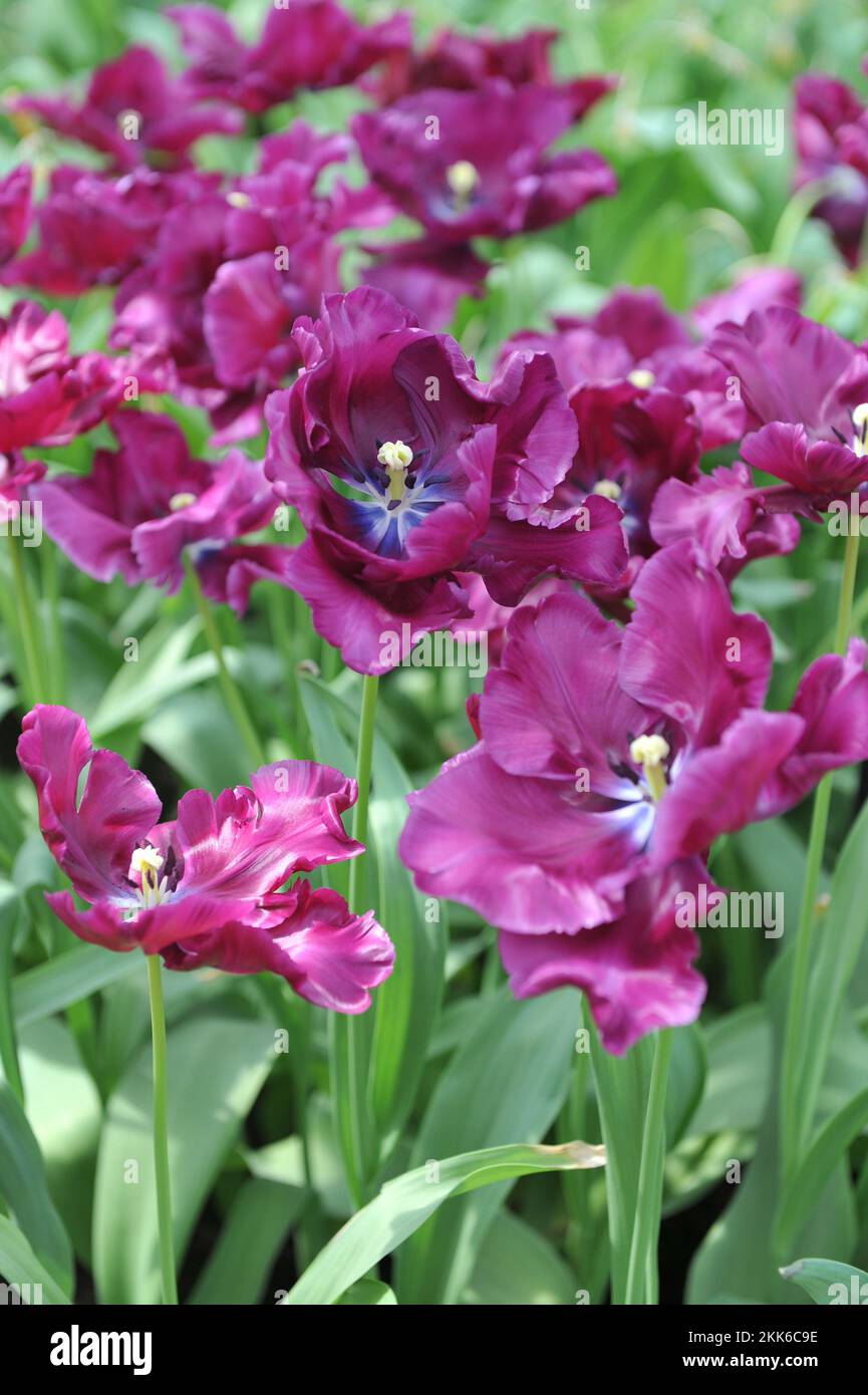 Purple parrot tulips (Tulipa) Victoria's Secret bloom in a garden in