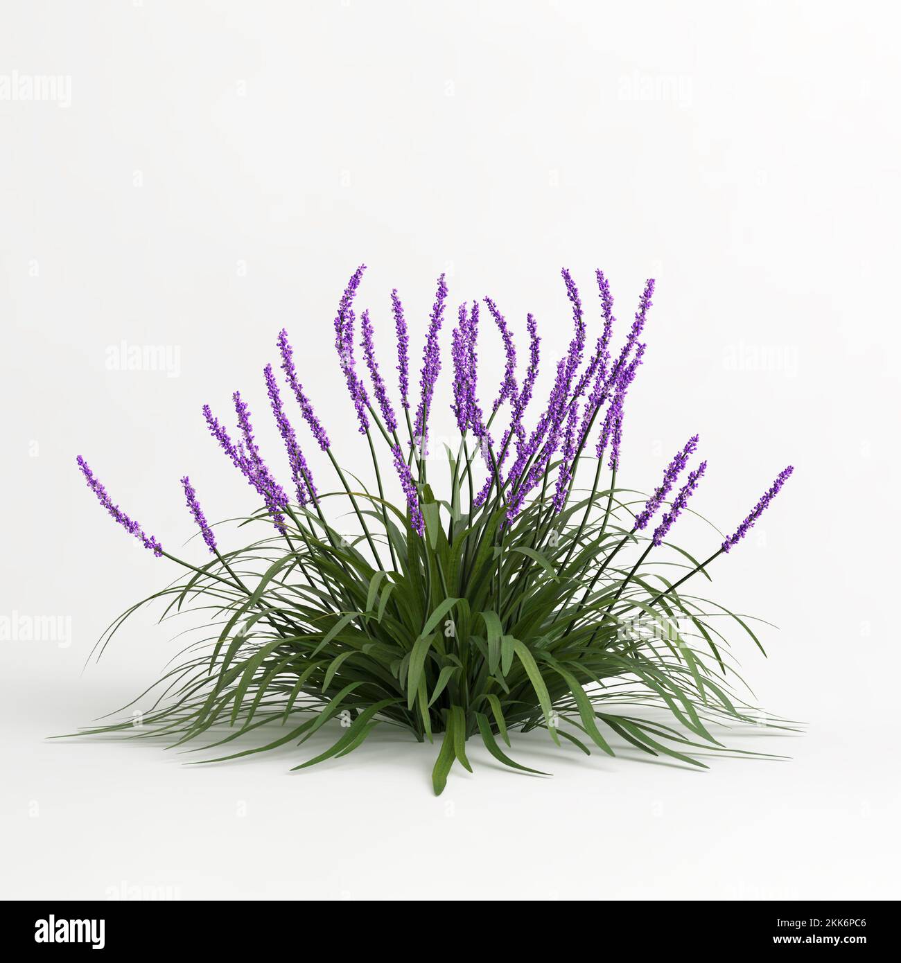 3d illustration of liriope muscari isolated on white background Stock Photo