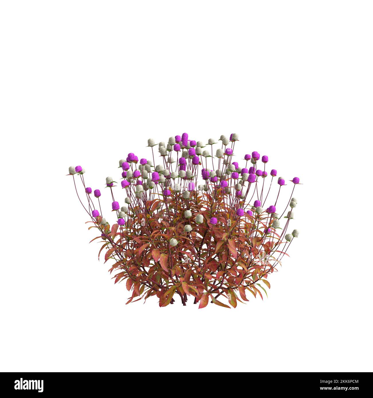 3d illustration of gomphrena globosa flower isolated on white background Stock Photo