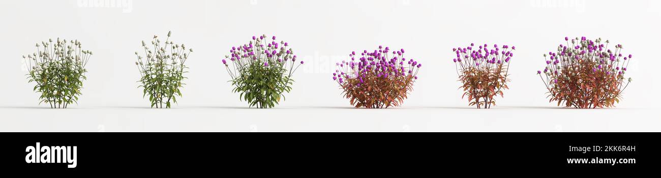 3d illustration of set gomphrena globosa flower isolated on white background Stock Photo