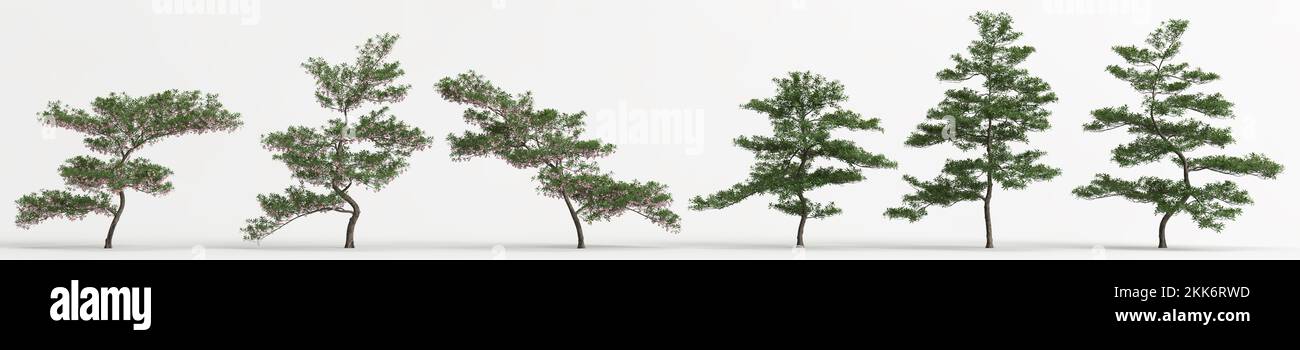 3d illustration of set elaeocarpus hainanensis tree isolated on white background Stock Photo