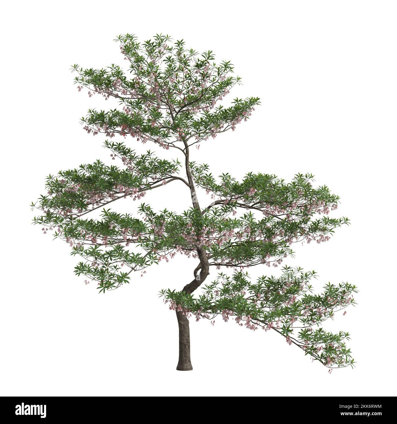 3d illustration of elaeocarpus hainanensis tree isolated on white background Stock Photo