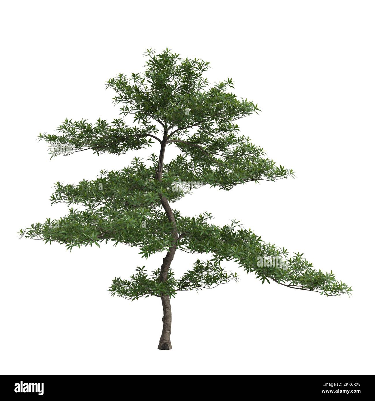 3d illustration of elaeocarpus hainanensis tree isolated on white background Stock Photo