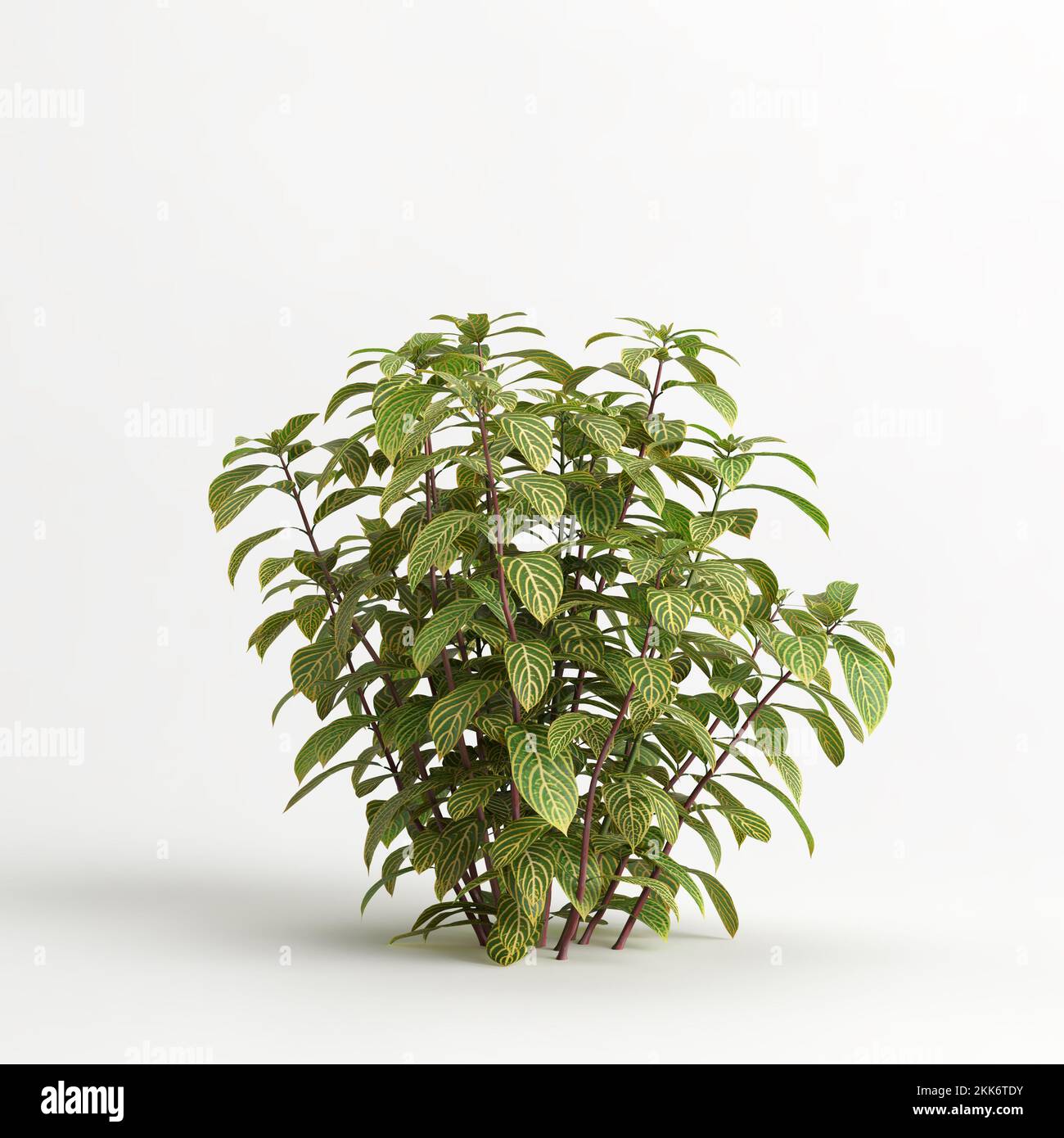 3d illustration sanchezia nobilis of isolated on white background Stock  Photo - Alamy