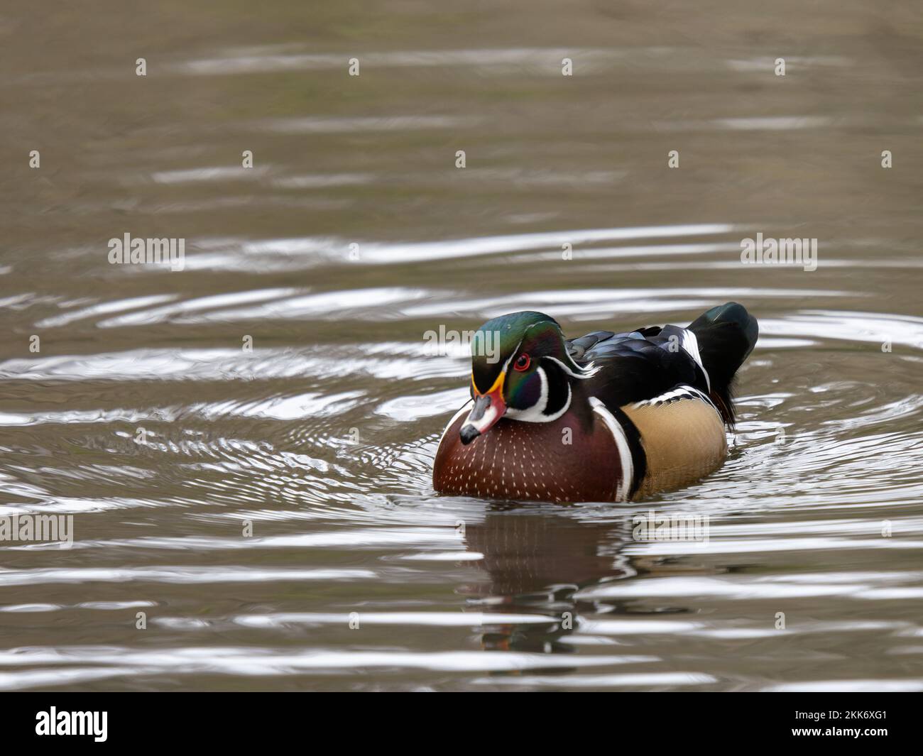 American Wood Duck in Water Stock Photo