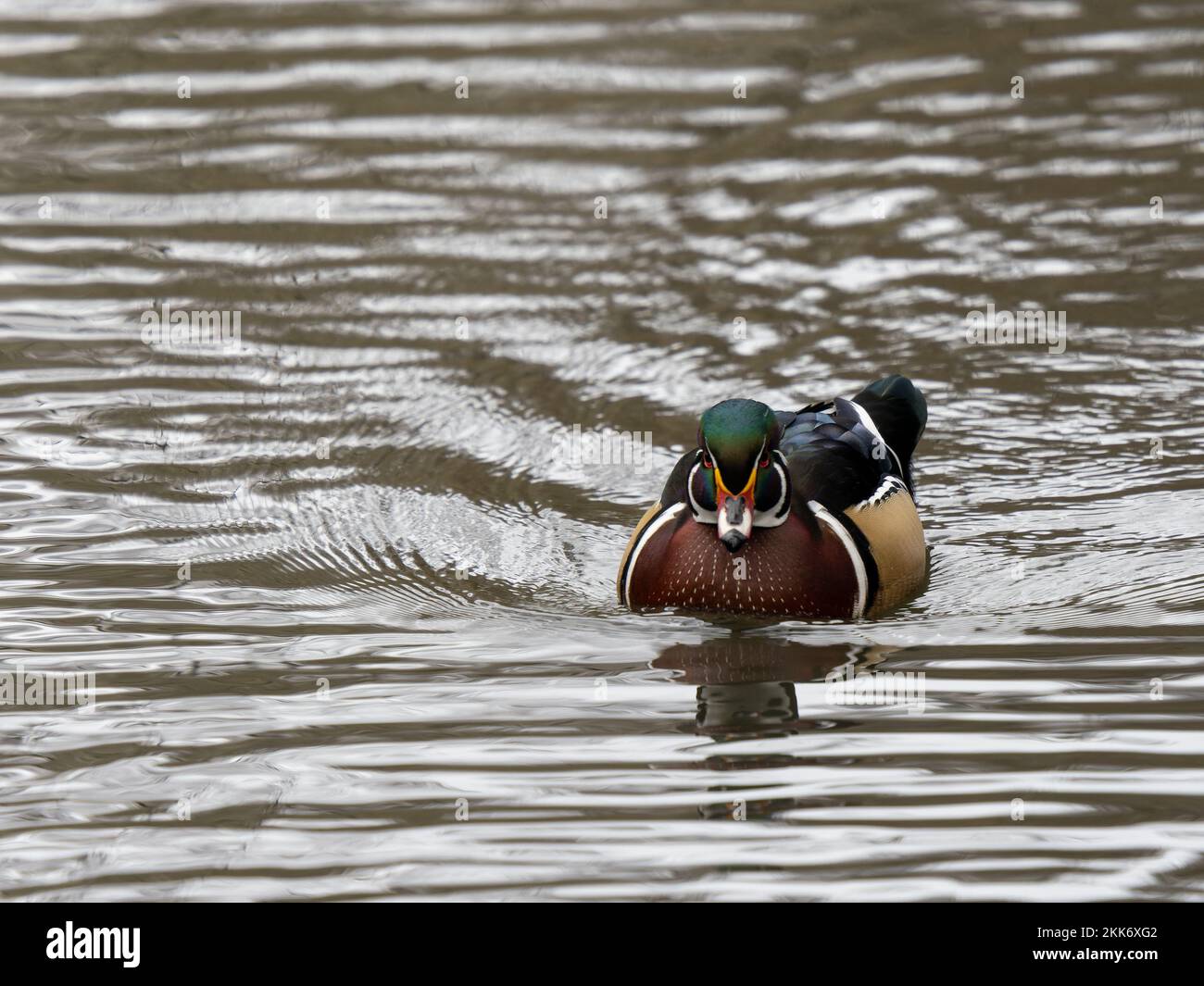 American Wood Duck in Water Stock Photo