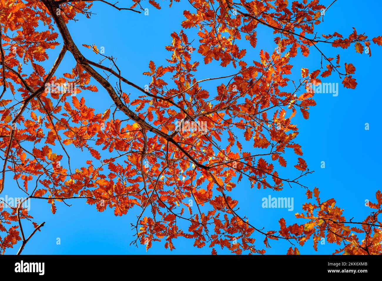 autumn oak branches on the blue sky, bottom view Stock Photo - Alamy