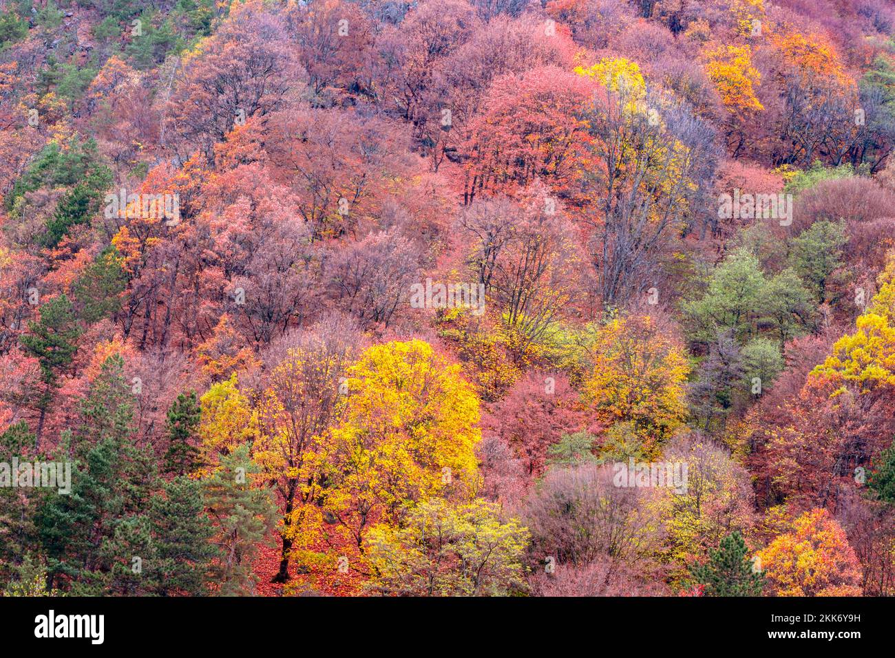 Beautiful autumnal landscape in the forest Stock Photo - Alamy