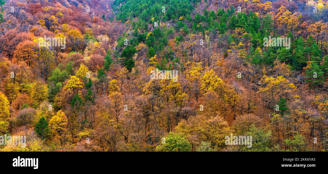 Beautiful autumnal landscape in the forest Stock Photo - Alamy