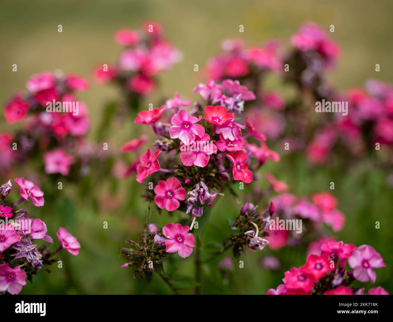 A closeup of blooming pink Phlox paniculata flowers isolated in green ...