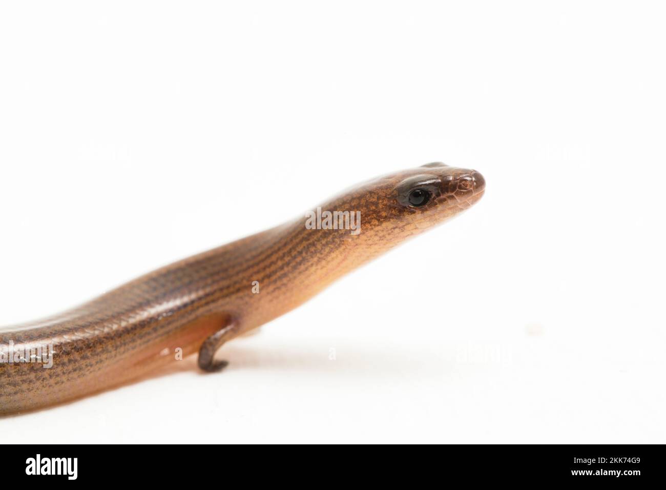 The short-limbed supple skink or Linnaeus's writhing skink lizard (Lygosoma quadrupes) isolated on white background Stock Photo