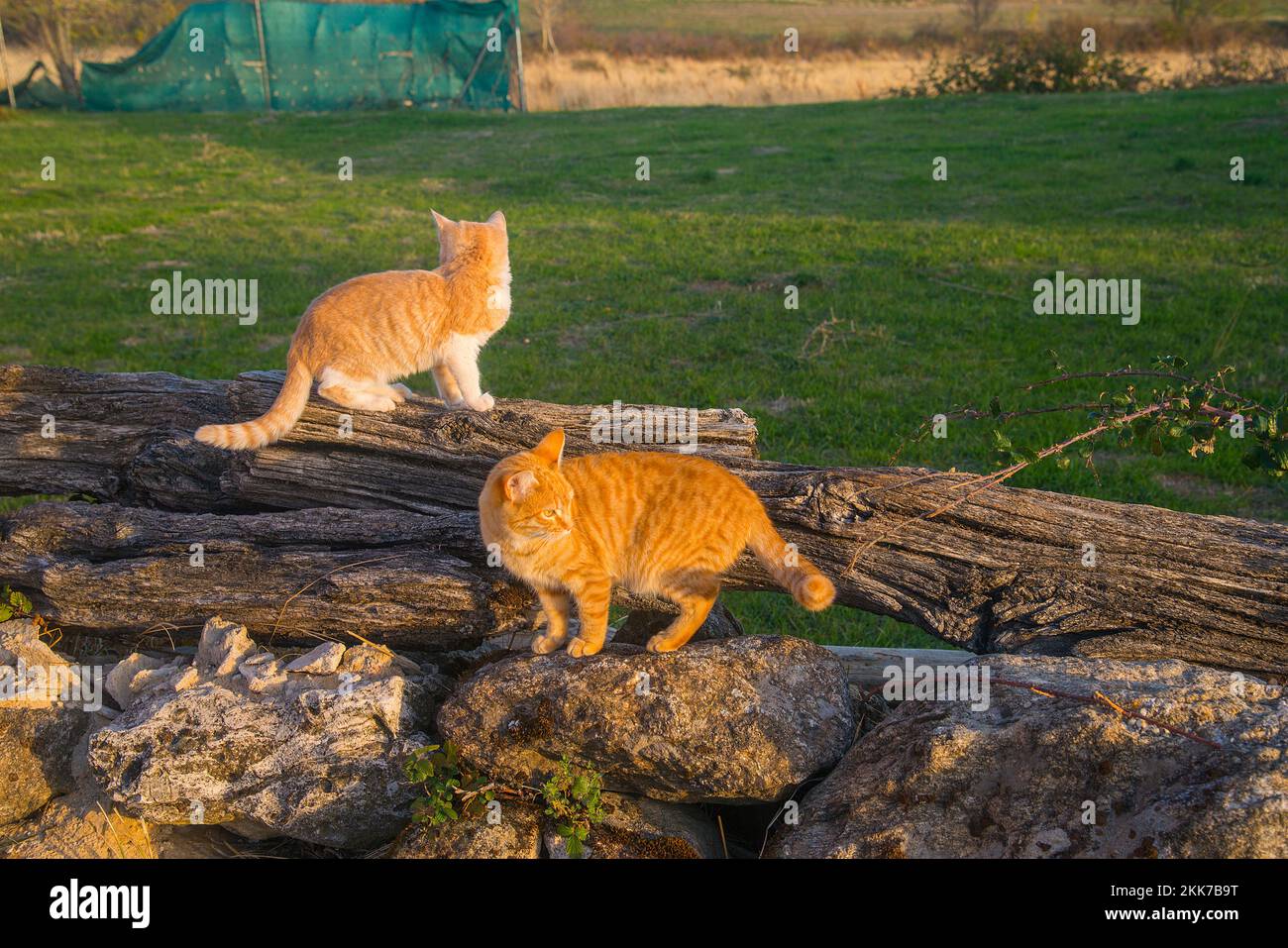 Two cats in the countryside. Stock Photo