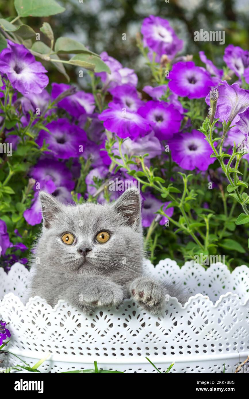 British grey shorthair kitten sitting in a white basket in the grass close-up against a purple petunia background Stock Photo