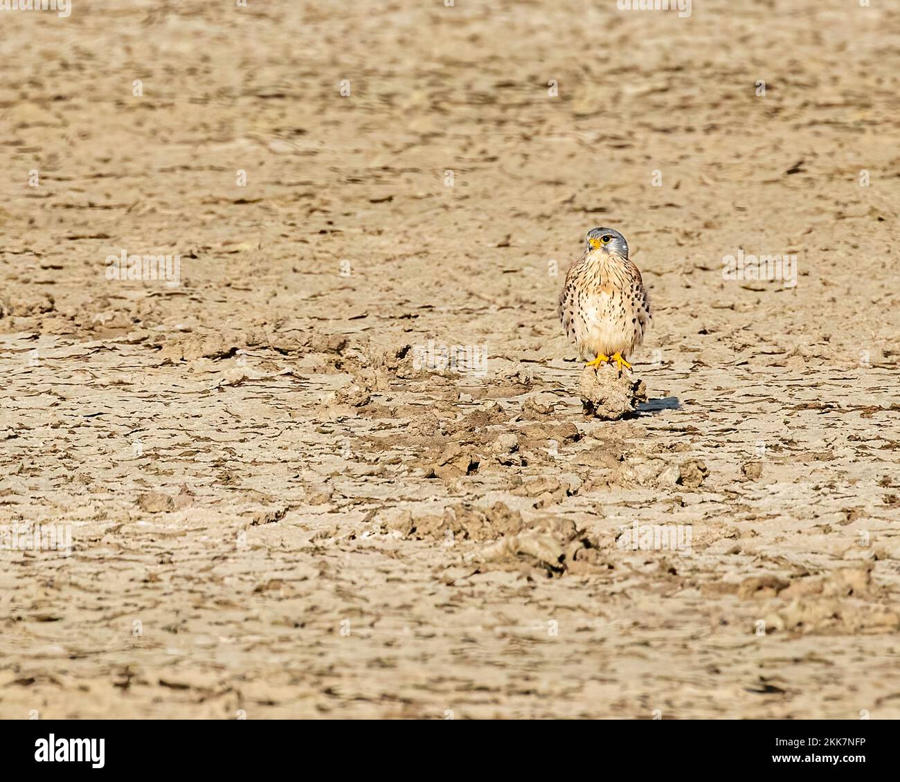 A Common kestrel sitting on sand in a desert Stock Photo