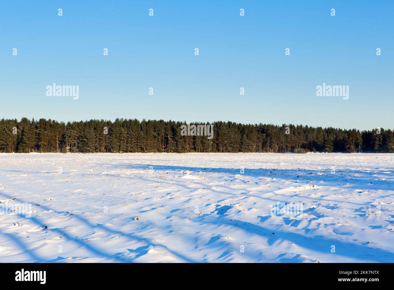 Winter landscape with  textured snow. Rural field covered with snow. Stock Photo