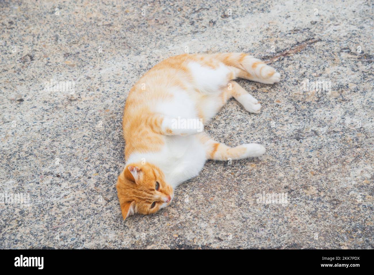 Tabby and white cat rolling around the ground Stock Photo Alamy