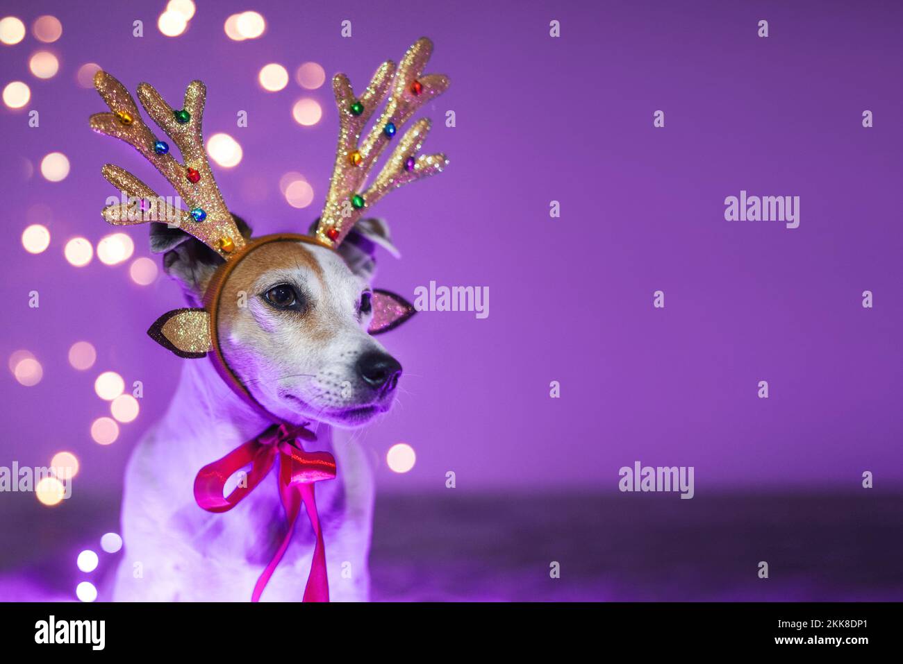 Funny dog in deer costume with antlers, sparkling garland in a dark room, masquerade. Festive