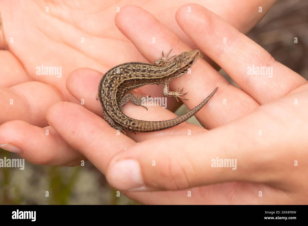 Common Lizard (lacerta vivipara) held in the hand. Surrey, UK. Stock Photo